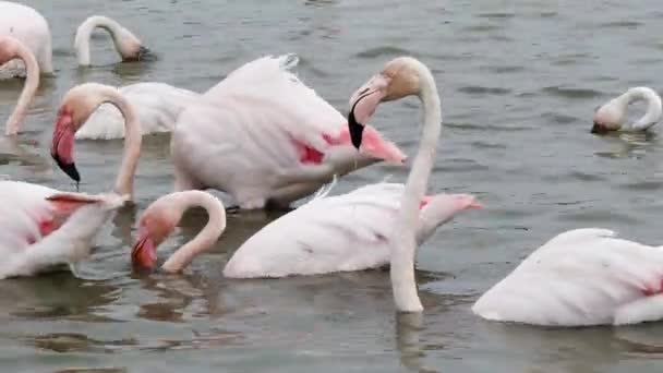 Phoenicopterus Groep Grotere Flamingo Phoenicopterus Roseus Wandelen Vogel Grotere Flamingo — Stockvideo