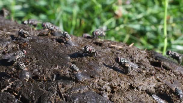 Flies Comunemente Associate Alle Feci Animali Depongono Uova — Video Stock