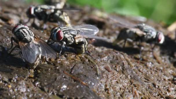 Flies Laying Eggs Cow Excrement Using Ovipositor Italy Valle Intelvi — Stock Video
