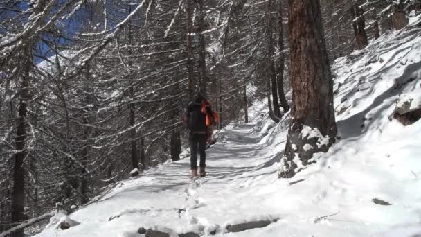Doğa Fotoğrafçısı Bir Ormanda Karda Kışta Gran Paradiso Ulusal Parkı — Stok video