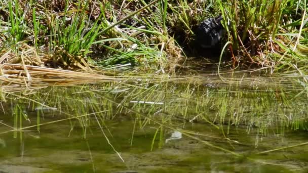 Neomys Fodiens Eurasian Water Shrew Gran Paradiso National Park Itálie — Stock video