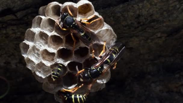 Hive Wasps Italie Guêpe Reine Ruche Oeuf Insecte Hyménoptères Lillaz — Video