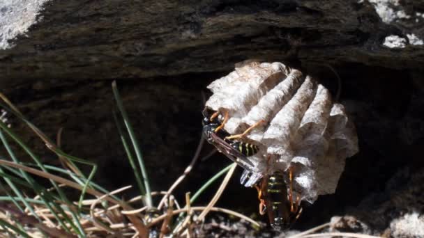 Hive Wasps Wasp Queen Hive Egg Insect Hymenoptera Lillaz Gran — Vídeo de stock