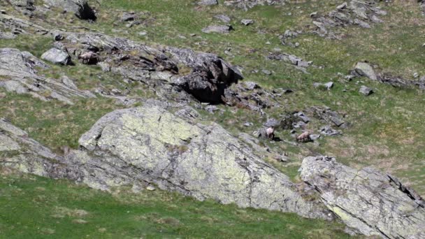 Ibex Capra Ibex Praire Alpino Verano Alpes Alpes Parque Nacional — Vídeo de stock