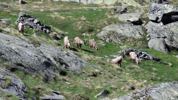 Ibex Capra Ibex Alpine Praire Καλοκαίρι Alps Alps Gran Paradiso — Αρχείο Βίντεο