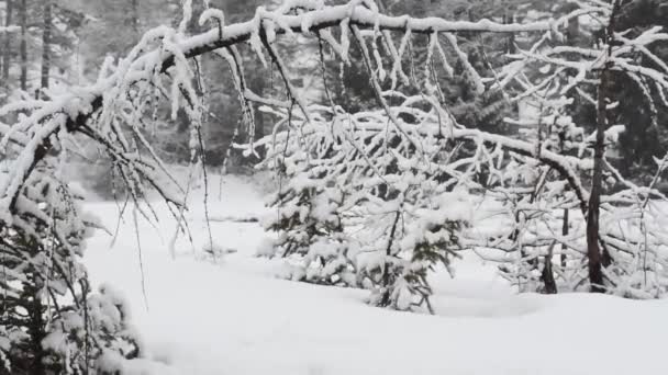 Glace Avec Horsetails Hiver Paysage Montagne Praire Alpin Tourbière Eau — Video