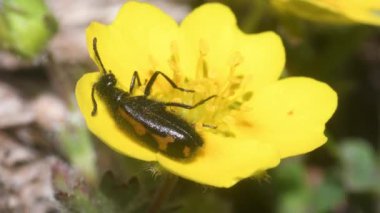 Böcekler dağlarda çiçek desenleri yerler.,