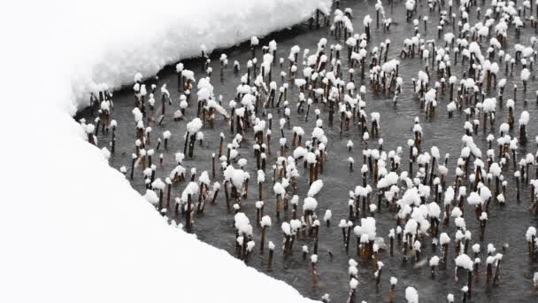 Снег Болоте Хвостик Национальный Парк Гран Парадизо Италия — стоковое видео