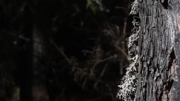 Lišejník Modřínové Dřevo Podzim Národní Park Gran Paradiso Itálie Dřevo — Stock video