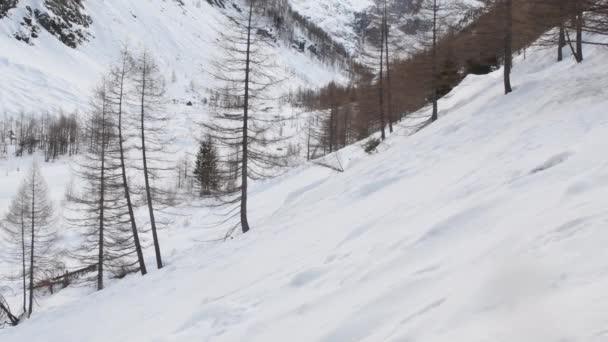 Krajina Turista Výletník Sníh Dřevo Stromy Les Alpy Valeille Cogne — Stock video