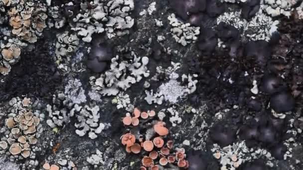 意大利大帕拉迪索国家公园地衣石上的许多地衣 — 图库视频影像