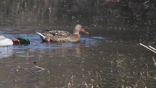 Mallard Anas Platyrhynchos Duck Male Female Sant Agostino Lake Italy — Stock Video
