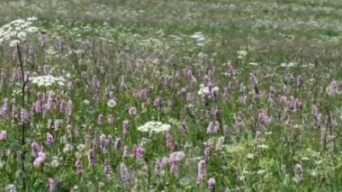 Alplerdeki çayır, Alpler, Gran Paradiso Ulusal Parkı, İtalya
