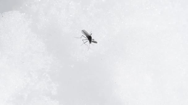 Kar Üzerinde Mosquito Kar Üzerinde Chironomus Dağlık Gran Paradiso Ulusal — Stok video