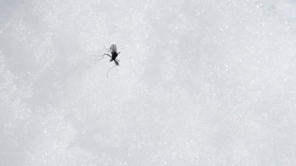 Mosquito Snow Chironomus Snow Montaña Parque Nacional Gran Paradiso Italia — Vídeo de stock