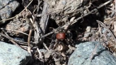 Mutilla europaea, İtalya 'nın Gran Paradiso Ulusal Parkı' nda yaşayan bir yaban arısı türüdür. Mutilla europaea, parazit eşekarıları, Mutillidae ailesi, kadın, Gran Paradiso Ulusal Parkı, İtalya.