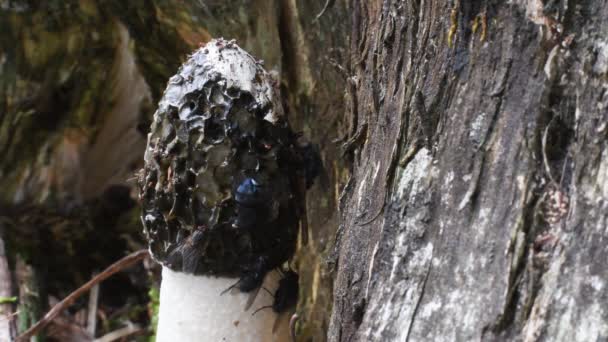 นบน Phallus Impusicus Stinckhorn Valle Intelvi ตาล Fly Flies Wood — วีดีโอสต็อก