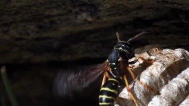 Arı kovanına yakın doğada