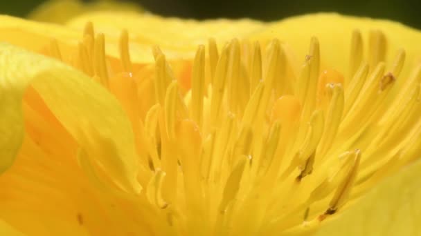 Trollius Europaeus ヨーロッパのグローバルフラワー グローブフラワー 花の真ん中で 多年生植物 家族Ranunculaceae山 グラン パラディソ国立公園 イタリア — ストック動画