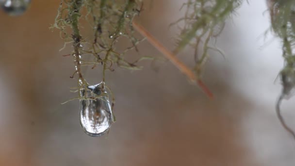 Gota Agua Líquenes Invierno Gotas Agua Una Hoja Otoño Parque — Vídeos de Stock