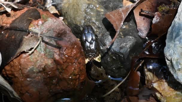 Wasserschlange Teich Natrix Natrix Schlangenzunge Wasserschlange Natrix Natrix Ringelnatter Kolubridae — Stockvideo