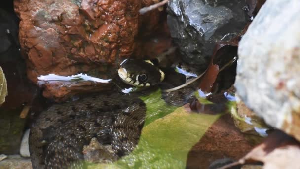 池の水蛇 ナトリックス ナトリックス ヘビの舌 ナトリックス ナトリックス リングヘビ Colubridae 爬虫類 ラムデルセシア地域公園 — ストック動画