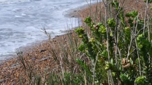 Strand Und Euphorbia Wellen Und Strände Sandstrand Sand Strand Wellen — Stockvideo