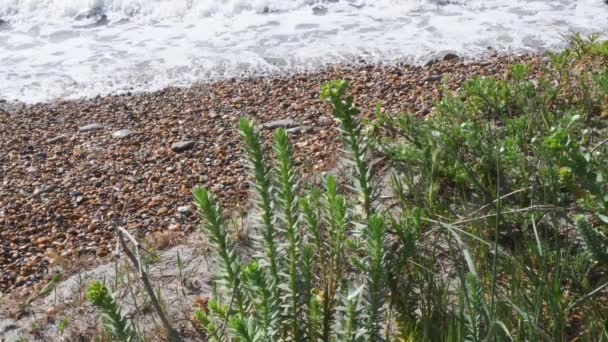 Plage Euphorbie Vagues Plage Plage Sable Sable Plage Vagues Camargue — Video