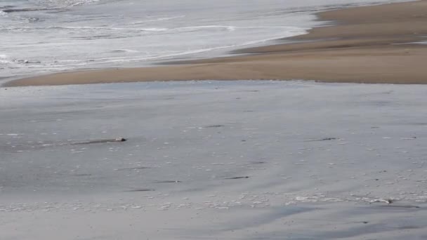Waves Beach Sand Beach Sand Beach Waves Camargue France Sea — Vídeo de stock
