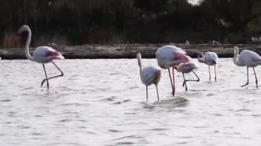 Phoenicopterus grubu, büyük flamingo, Phoenicopterus gülü, yürüyen kuş, büyük flamingo, yürüyen kuş, IUCN Kırmızı Listesi, Camarge, Fransa
