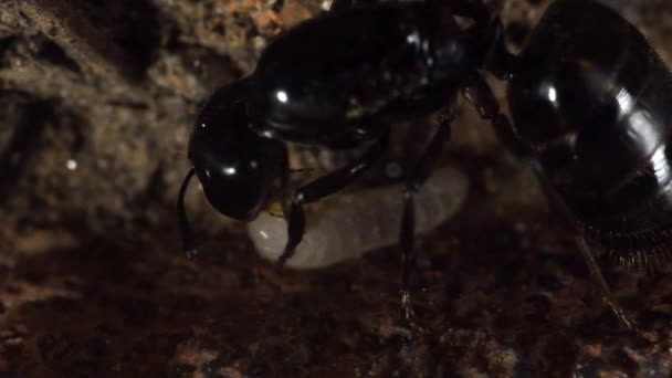 Formiga Rainha Larva Formigueiro Artificial Primeira Vez Quando Rainha Larvas — Vídeo de Stock