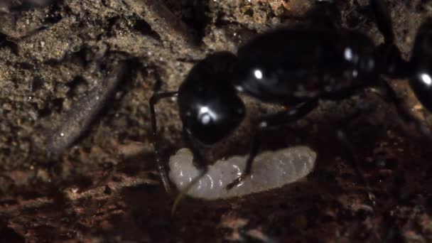 Formiga Rainha Larva Formigueiro Artificial Primeira Vez Quando Rainha Larvas — Vídeo de Stock