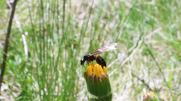 Queen Formica Rufa Grass Alps Italia — Vídeo de stock