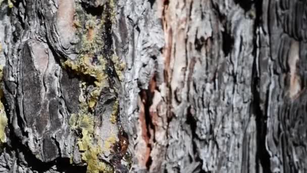 Resin Larch Larix Decidua Gran Paradiso National Park Italy — 图库视频影像