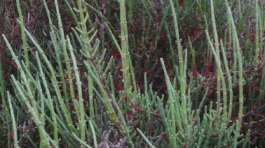 samphire, glasswort, Camargue, FRANCE, LES SAINT MERIE de LA MER, BEACH, Camargue, France, sea, 