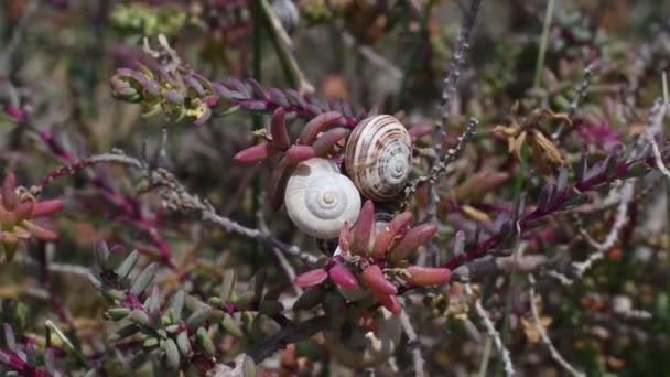 Snails Les Saint Merie Mer Beach Camargue Frankreich Meer Schnecke — Stockvideo