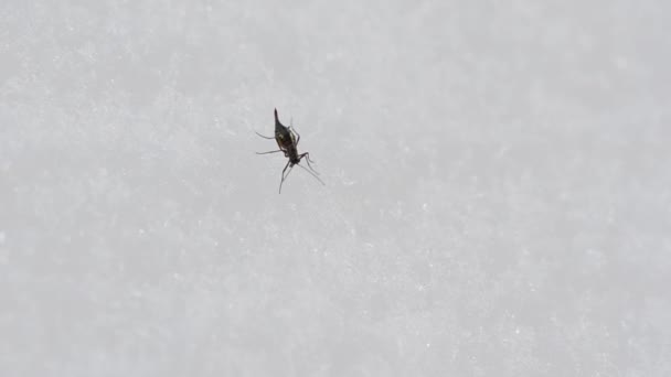 Pulga Nieve Boreus Hyemalis Boreus Hiemalis Nieve Invierno Parque Nacional — Vídeo de stock