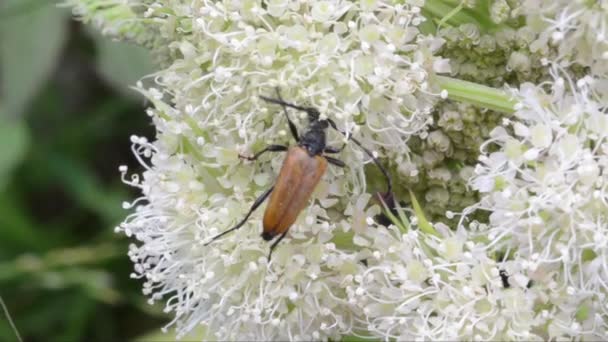 Stenopterus Rufus Coleoptera Parque Nacional Gran Paradiso Italia Insecto Flor — Vídeo de stock