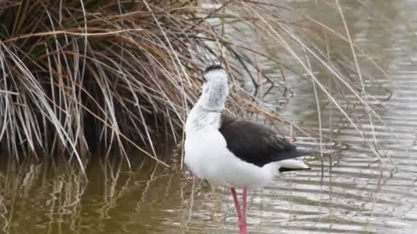 Chůda Himantopus Himantopus Camargue Francie Noha Bažina Bažina Bažina — Stock video