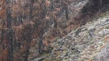 Kışın ilk karı, Gran Paradiso Ulusal Parkı, İtalya.