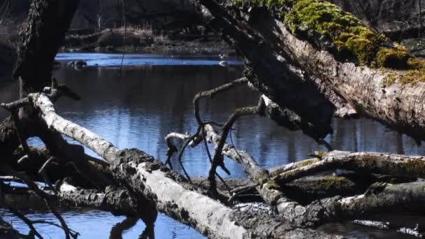 Lánc Ticino Folyó Regionális Park Táj Olasz — Stock videók