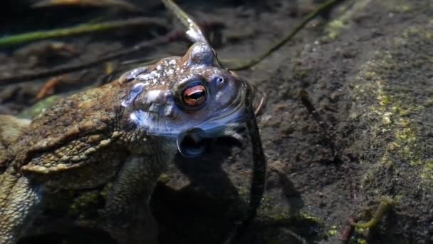 Βάτραχος Κοινός Βάτραχος Bufo Bufo Στο Νερό Κολύμπι Κολύμπι Αμφίβιο — Αρχείο Βίντεο