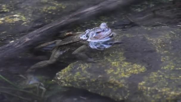 Βάτραχος Κοινός Βάτραχος Bufo Bufo Στο Νερό Κολύμπι Κολύμπι Αμφίβιο — Αρχείο Βίντεο