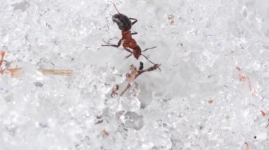 Formika rufa, kar, kar, buz, soğuk, Valnontey, Gran Paradiso Ulusal Parkı, Valle d 'Aosta, İtalya