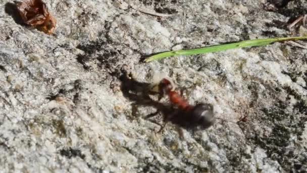 Ameisenraupenlarve Von Diptern Formica Rufa Ameise Räuber Beute Dipteren Insekten — Stockvideo