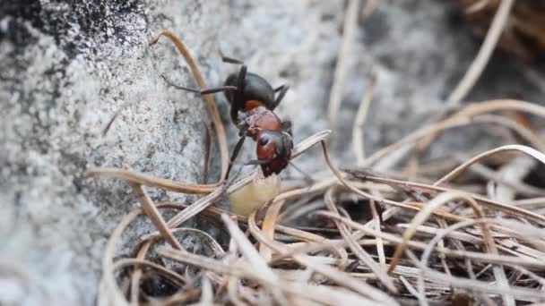 蚂蚁捕食双翅目 红豆杉 掠食者 双翅目 昆虫幼虫 — 图库视频影像