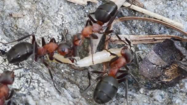 Ant Kořist Larva Diptera Formica Rufa Mravenec Predátor Kořist Diptera — Stock video