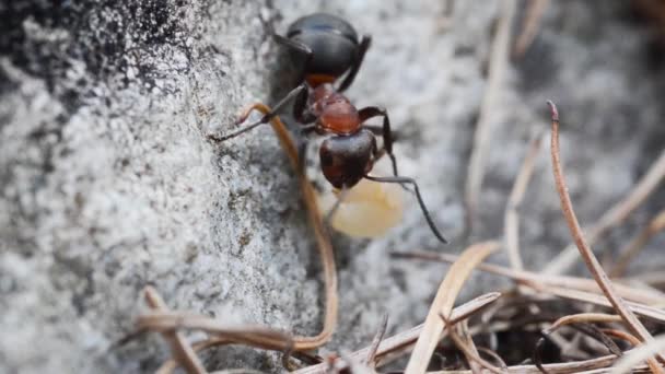 Myrrovslarv Diptera Formica Rufa Myra Rovdjur Bytesdjur Diptera Insekt — Stockvideo