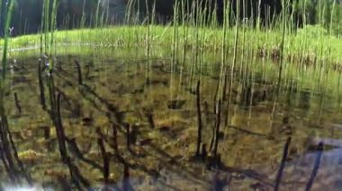 Bataklık ve Kurbağa Sırığı, Dağ Göleti, BOG, TADPOLES, Dağ Kurbağası, Kurbağa, Kurbağa, Rana Temporya, Dağ Göleti, Nehir, Bataklık, Sualtı, Gran Paradiso Ulusal Parkı, Cogne, Valnontey, Valle d 'Aosta, İtalya, havadan suya, insan yok, 