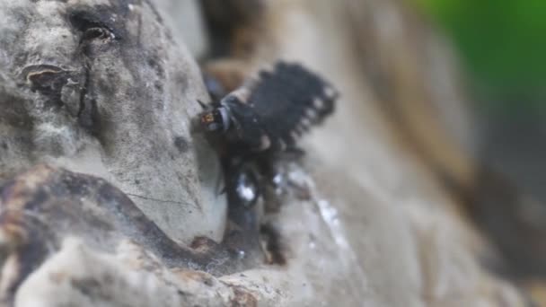 Ateş Böceği Alev Böceği Lamba Dişi Böcek Böcek Işık Monza — Stok video